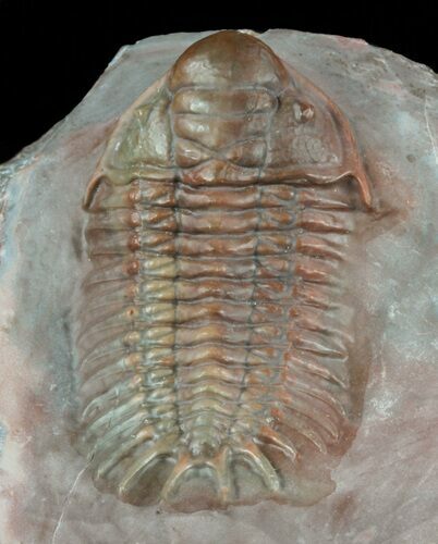 Red Crotalocephalus Trilobite - Jorf, Morocco #60012